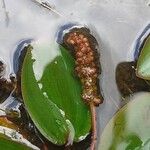 Potamogeton polygonifolius Fruit