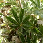 Potentilla hirta Other