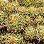 Ferocactus cylindraceus Blad