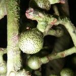 Ardisia fimbrillifera Fruit