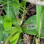 Gentiana angustifolia Frunză