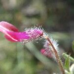 Vicia benghalensis Flor