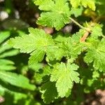 Ribes montigenum Hostoa