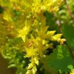 Sedum sexangulare Blomst