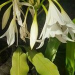 Crinum × powellii পাতা