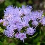 Conoclinium coelestinum Flower