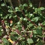 Chaenorhinum origanifolium Leaf