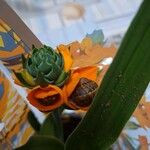 Ornithogalum dubium Çiçek