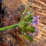 Iberis carnosa Fruto