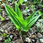 Allium tricoccum Feuille