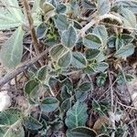 Helianthemum marifolium Blad