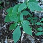 Lepidaploa remotiflora