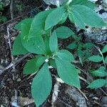 Vernonia remotiflora Yaprak