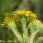 Tephroseris palustris Flower