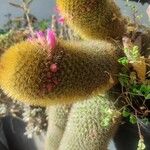 Mammillaria backebergiana Coajă