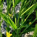 Barbarea stricta Bark