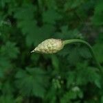 Allium victorialis Lorea