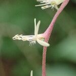 Petiveria alliacea Flower