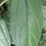 Pouzolzia obliqua Hoja