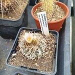 Turbinicarpus schmiedickeanus Квітка