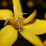 Cespedesia spathulata Flower