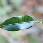 Erythroxylum laurifolium Leaf