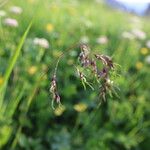 Poa alpina Flower