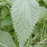 Urtica dioica Blad