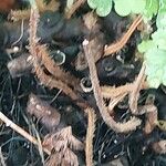 Microlepia speluncae Bark