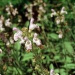 Salvia tomentosa Other