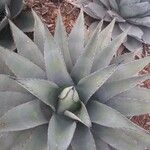 Agave havardiana 叶