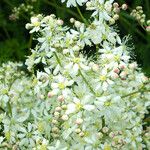 Filipendula vulgaris Цвят