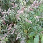 Mentha longifolia Habit