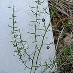 Asparagus horridus Листок