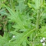 Cirsium discolor Hoja