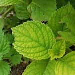 Hydrangea macrophyllaHoja