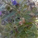 Echium sabulicola 葉