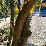 Luma apiculata Rinde