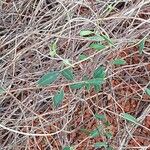 Billardiera longiflora Foglia