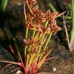 Juncus capitatus Vekstform