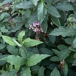 Syringa josikaea 葉