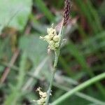 Carex panicea Цветок