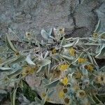 Inula verbascifolia 花