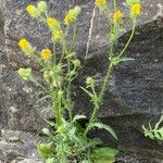 Crepis setosa Leaf