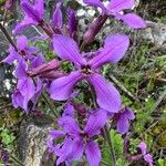 Hesperis laciniata 花