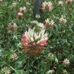Trifolium vesiculosum Blomst