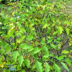 Nicandra physalodes Habit