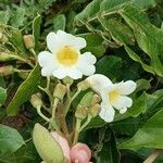 Amphilophium elongatum Flower