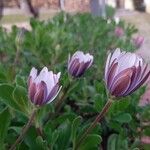 Dimorphotheca fruticosa Blomma