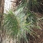 Casuarina cunninghamiana Leaf